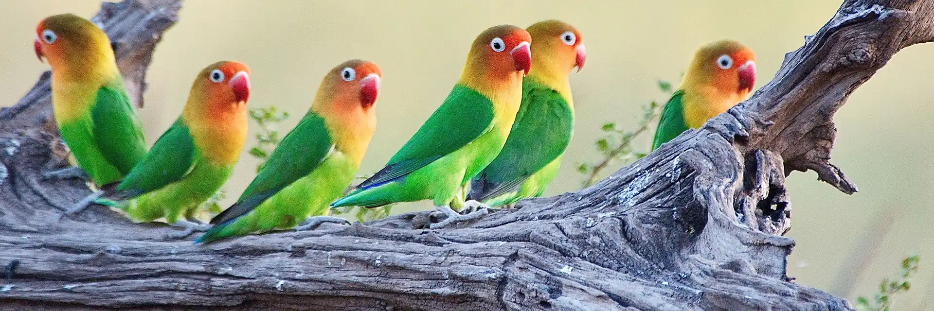 Day 1 Birdwatching & Wildlife Safaris in Tanzania