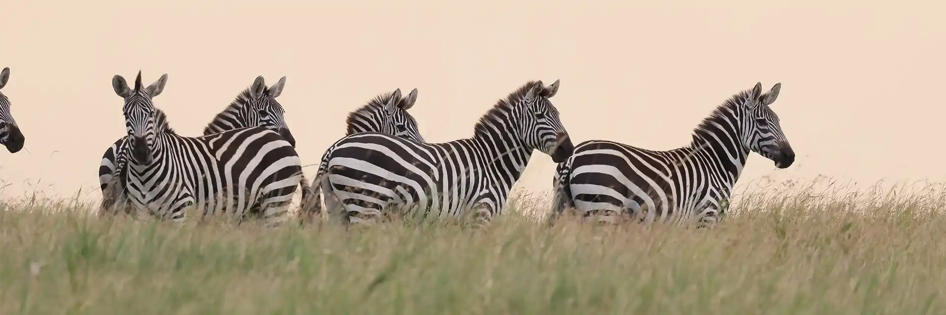 Day 2 Birdwatching & Wildlife Safaris in Tanzania