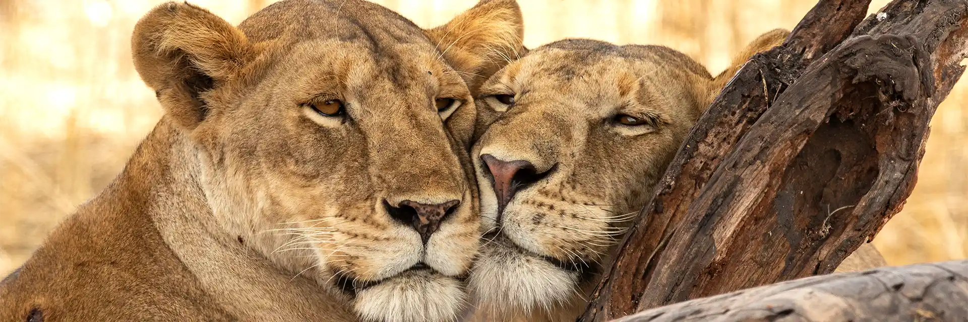 Day 3 Birdwatching & Wildlife Safaris in Tanzania