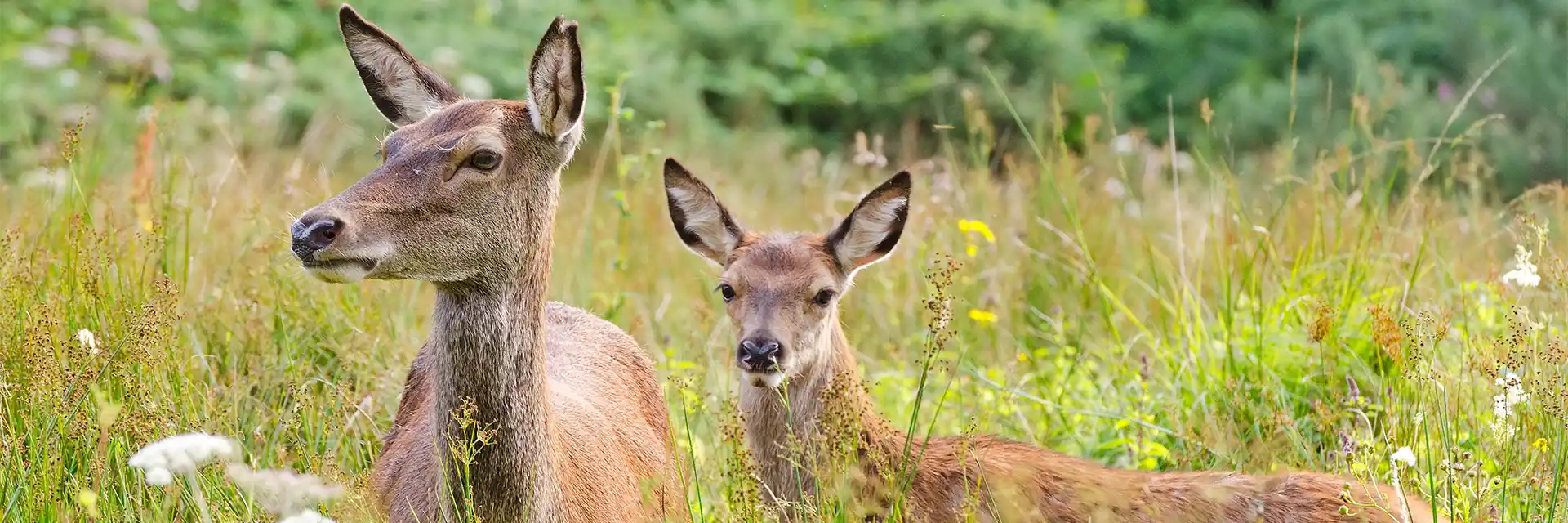 Day 1 Deer