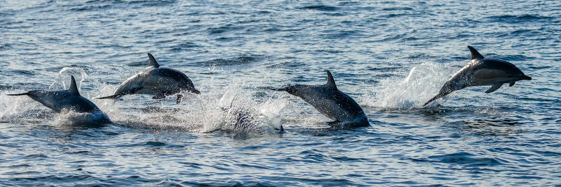 Highland Wildlife Safari