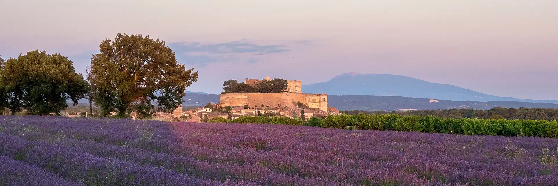 Day 6 Lavender Fields of Provence 