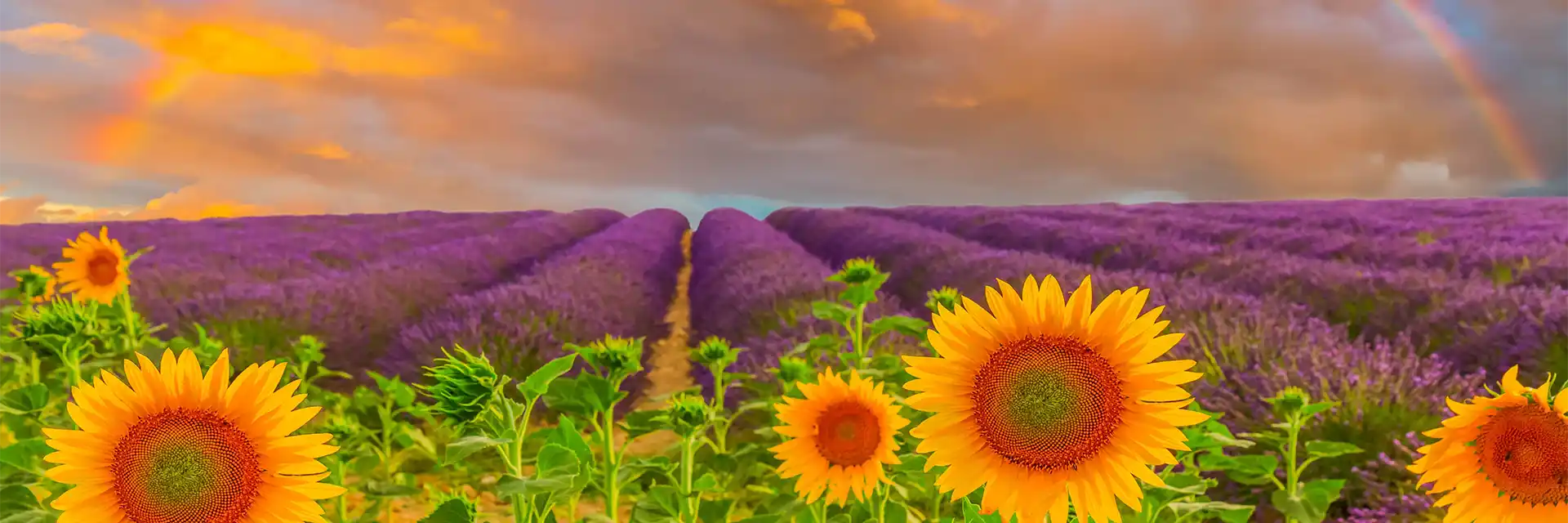 Day 7 Lavender Fields of Provence 