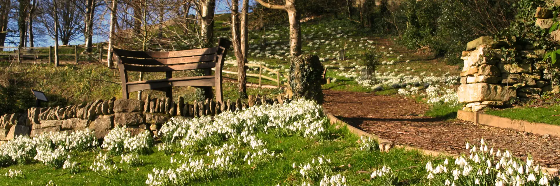 Snowdrop Gardens of Devon