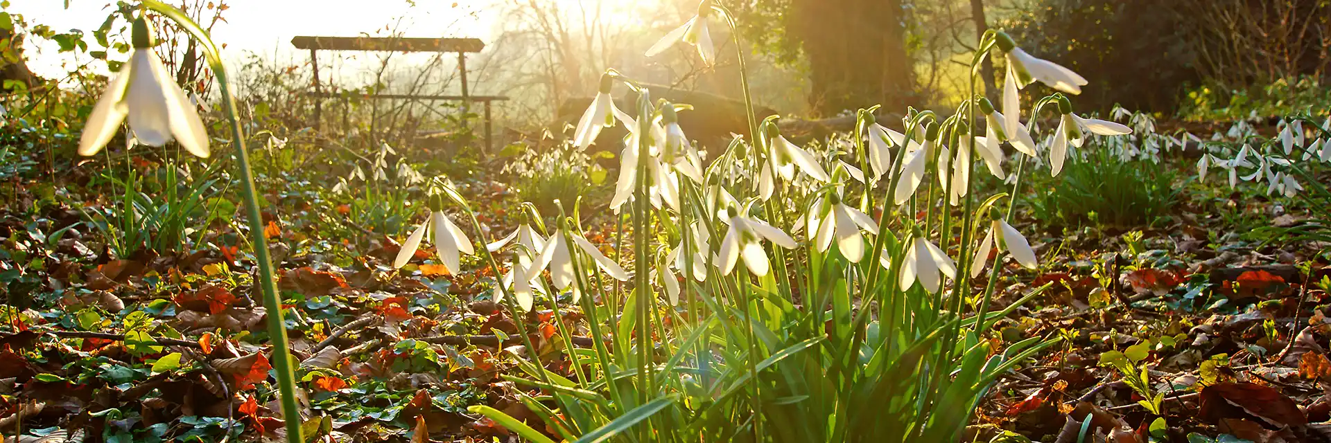 Day 3 Snowdrop Gardens of the Cotswolds