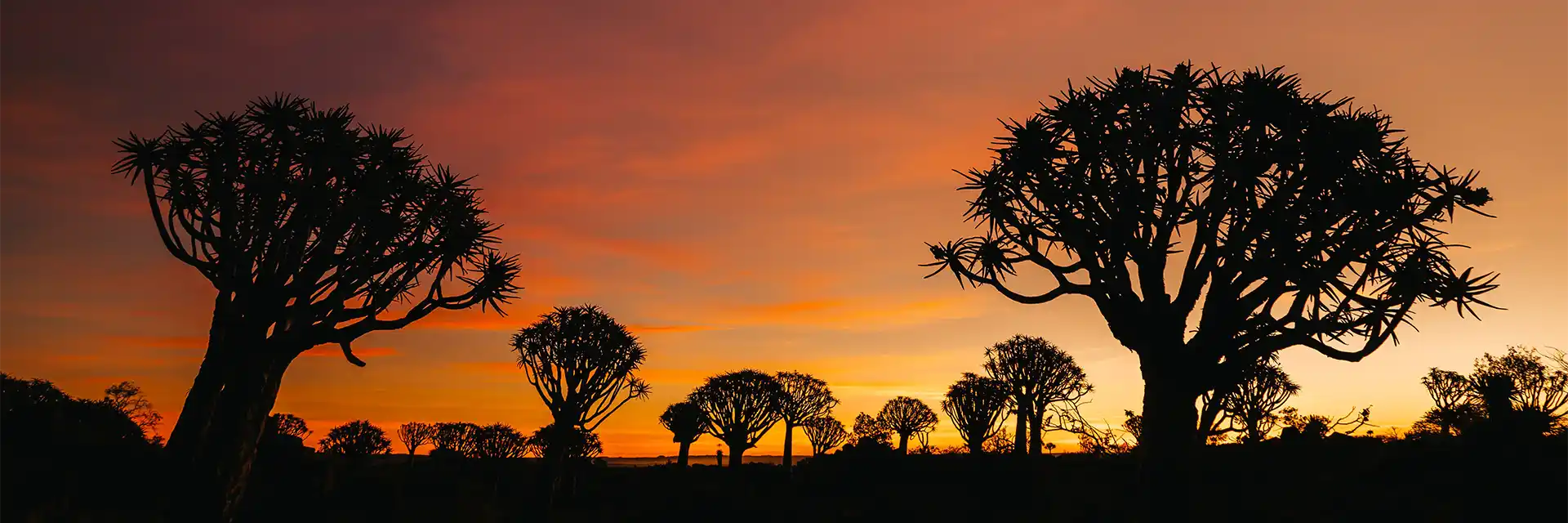 Day 7 Quiver Tree Forest 